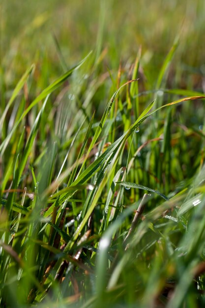 Zielona trawa pokryta kroplami wody po deszczu