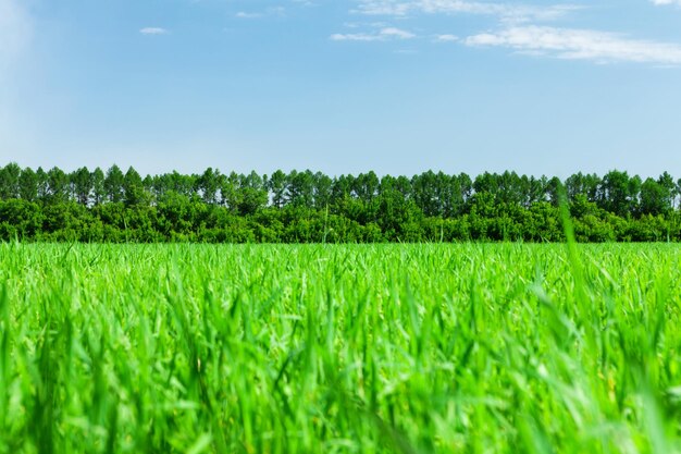 Zielona trawa pole błękitne niebo i las