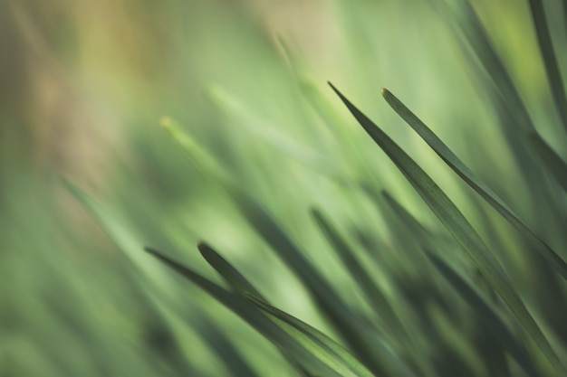 Zdjęcie zielona trawa roślinność makro