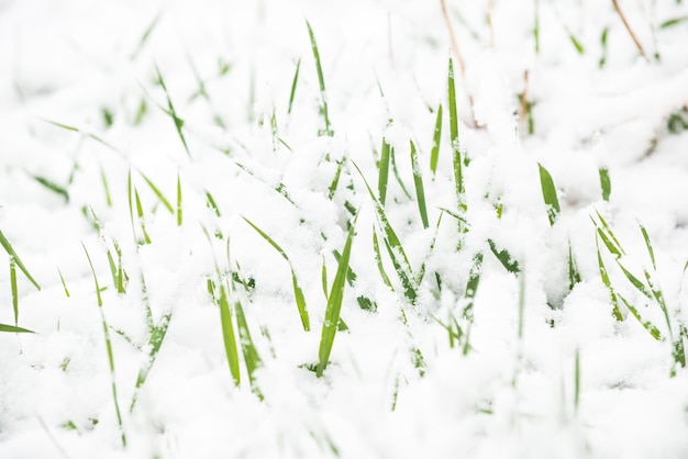 Zielona trawa spod śniegu