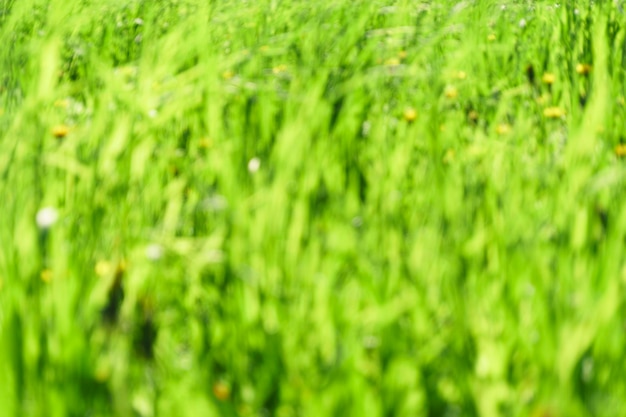 Zdjęcie zielona trawa tekstura tło naturalne zioła trawnik ogród z pięknym bokeh