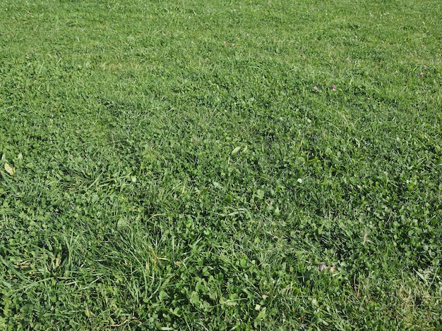 Zielona trawa tekstura tło