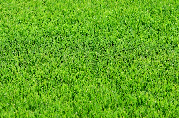 Zielona trawa tekstury z boiska do piłki nożnej
