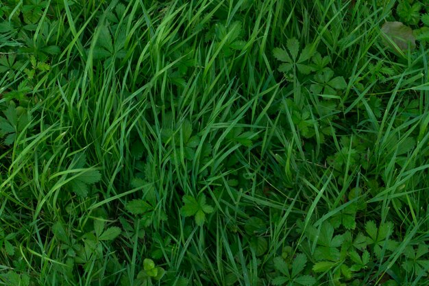 Zielona trawa tekstury