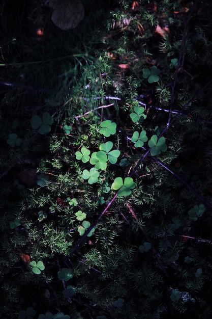 Zielona trawa tło Czterolistna koniczyna symbol St Patricks Day