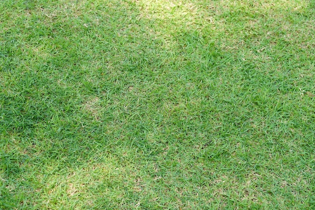 zielona trawa tło na boisku piłkarskim