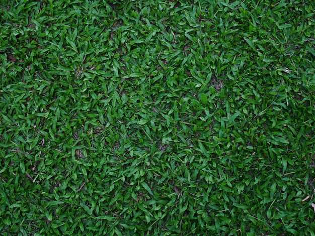 zielona trawa tło, tekstura dziedzińca