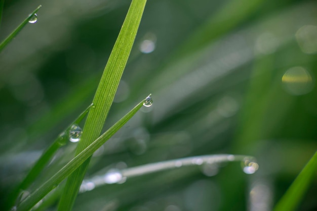 Zielona trawa tło z rosą motyw natury eco wysokiej jakości fotografia makro