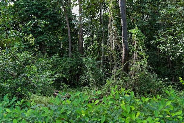 Zielona trawa w lesie Natura tła