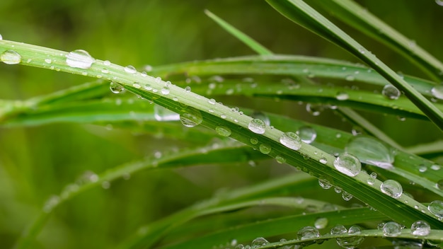 Zielona trawa w naturze z kroplami deszczu