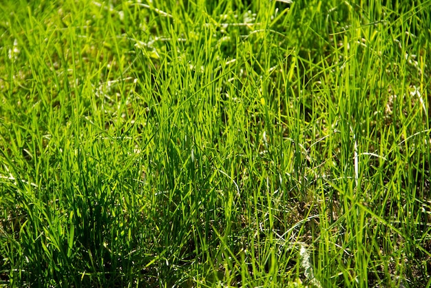 Zielona trawa w tle