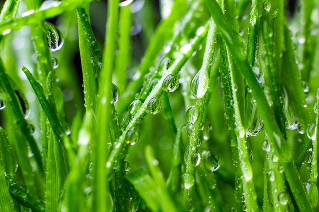 Zielona trawa z kroplami wody