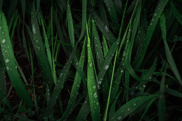 Zielona trawa z powierzchnią kropli deszczu