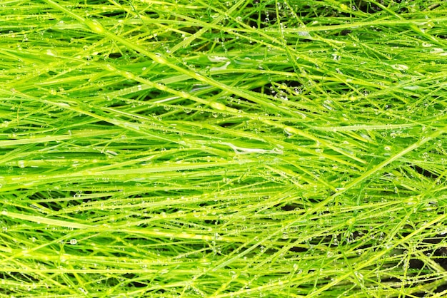 Zielona trawa z rosy tłem