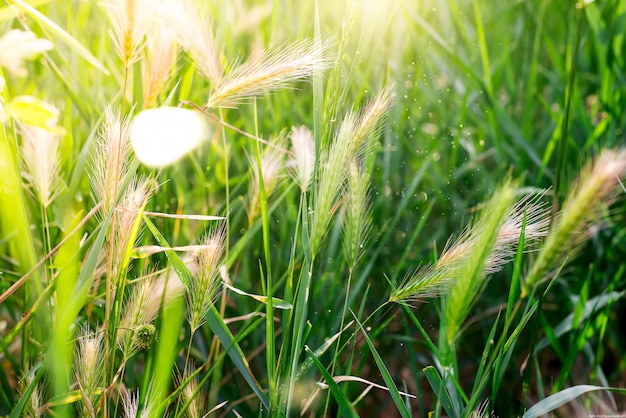 Zielona trawa z spikelets na słonecznym dniu