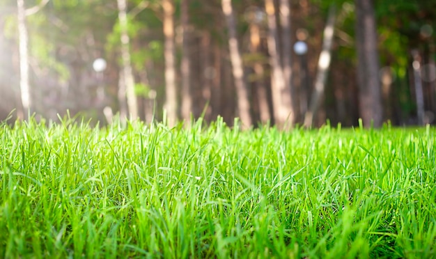 zielona trawa zbliżenie na tle lasu
