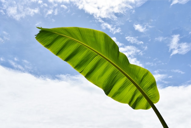Zielona tropikalnej rośliny natura z świeżymi bananowymi liśćmi