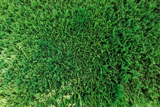 Zielona tuja rozgałęzia się odgórnego widoku tła teksturę