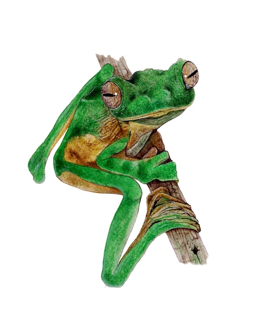 Zielona żaba drzewna akwarela