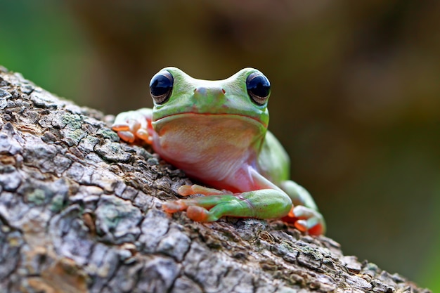 zielona żaba, dumpy frog, papua zielona żaba