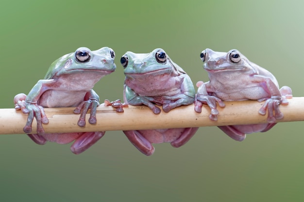 Zdjęcie zielona żaba, dumpy frog, papua zielona żaba