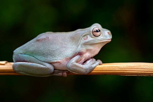 Zdjęcie zielona żaba, dumpy frog, papua zielona żaba