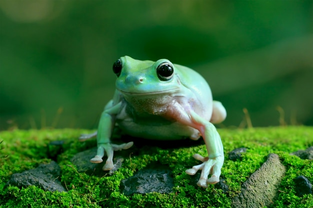 zielona żaba, dumpy frog, papua zielona żaba