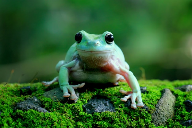 Zdjęcie zielona żaba, dumpy frog, papua zielona żaba