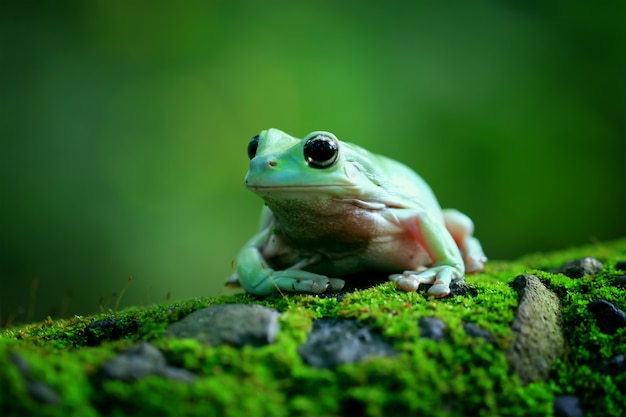 Zielona żaba, Dumpy Frog, Papua Zielona żaba