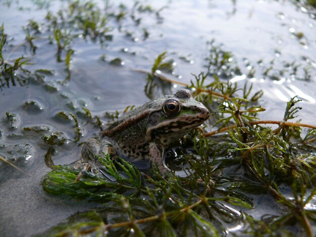 Zielona żaba na brzegu stawu