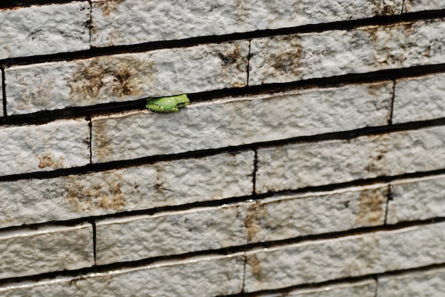 Zdjęcie zielona żaba pośród ściany