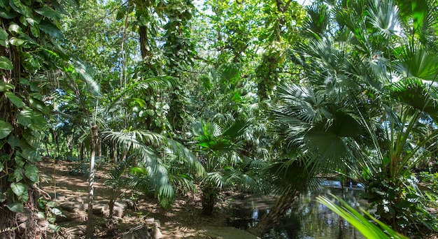 zielone afrykańskie drzewa i roślinność na Mauritiusie