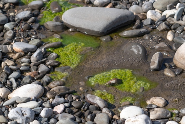 Zielone algi w potoku