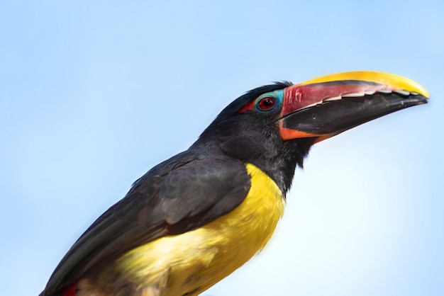 Zdjęcie zielone aracari