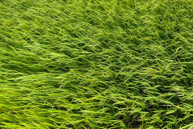 Zielone azjatyckie pola ryżowe w Azji Wietnam