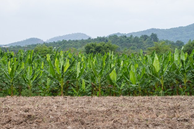 Zielone Bananowe plantacje w Phetchaburi prowinci, Tajlandia