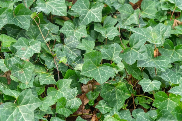 Zielone bluszcze hedera bluszcze rośliny tworzące teksturę tła