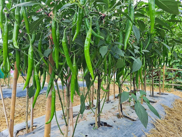 Zdjęcie zielone chili dojrzewa w ogrodzie.