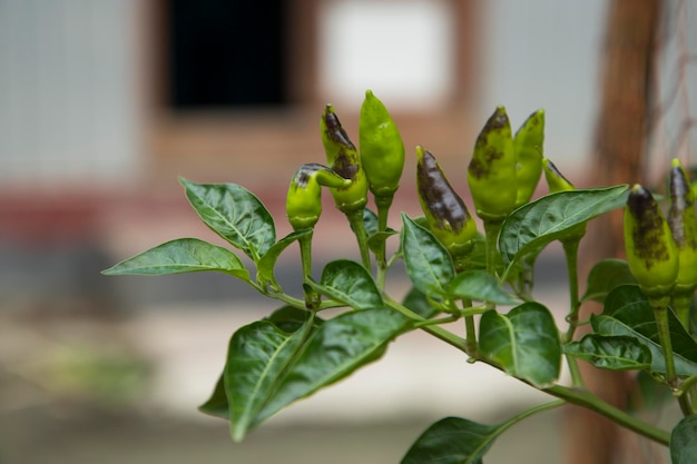 Zielone chili na gałęzi drzewa Naturalny widok