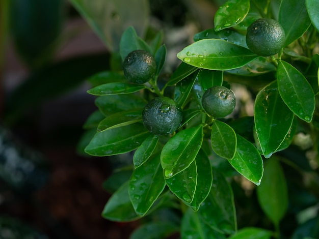 Zielone cytryny i liść