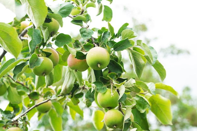 Zielone dojrzałe jabłka ekologiczne na gałęzi drzewa gotowe do zbioru w lokalnej farmie ekologicznej
