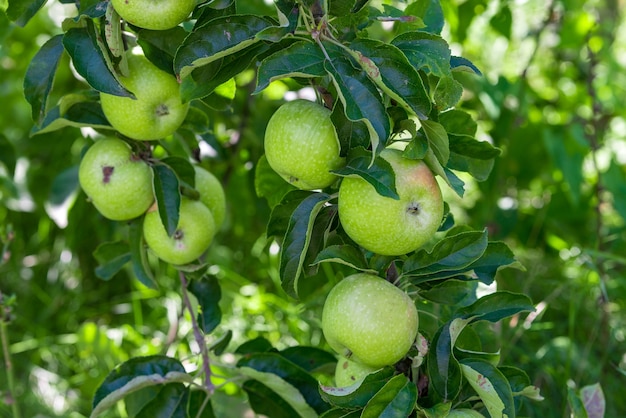 Zielone Dojrzałe Jabłka Rosną Na Gałęzi Wśród Zielonych Liści