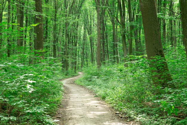 zielone drzewa leśne. natura zielone drewno światło słoneczne