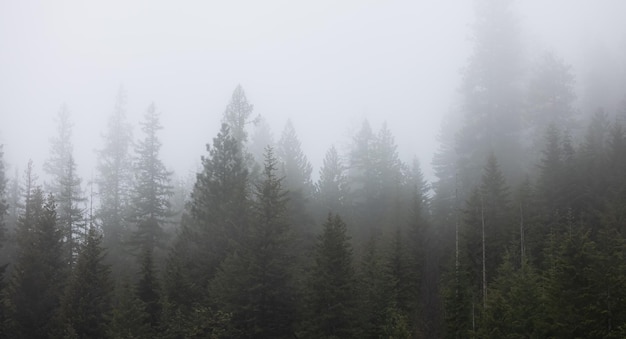 Zielone drzewa w mglistym i mglistym lesie deszczowym Mullan Road idaho