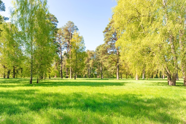 Zielone drzewa w parku i błękitne niebo