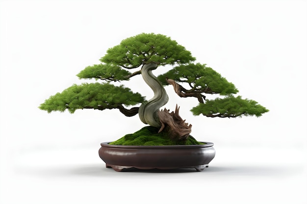Zielone drzewko bonsai w doniczce na białym tle