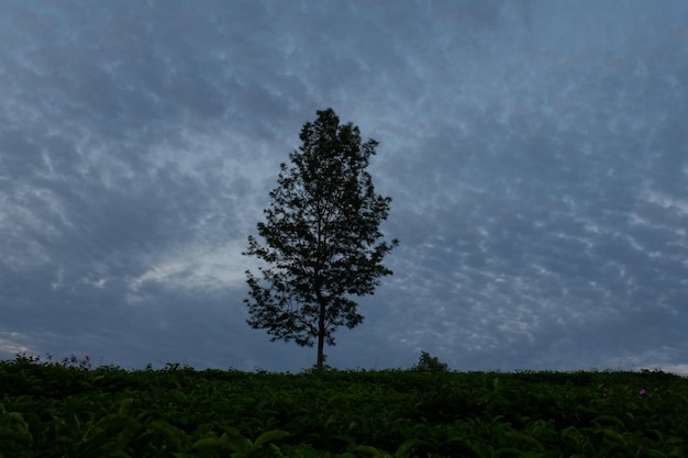 Zielone drzewo pod zachmurzonym niebem