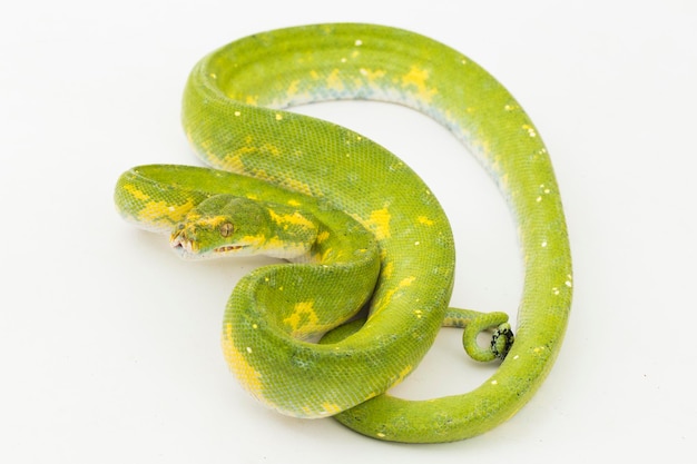 Zielone drzewo Python Morelia viridis węża biak na białym tle