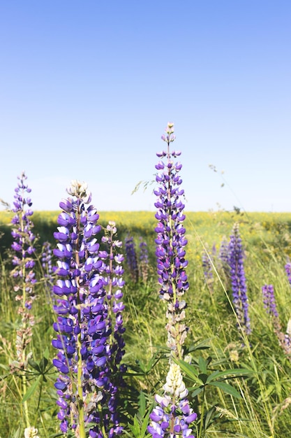 Zielone dzikie pole z purpurowymi kwiatami łubinu Letni krajobraz
