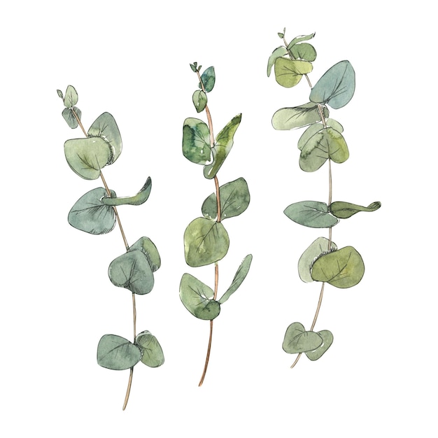 Zielone gałązki eukaliptusa na białym tle Akwarela szkic ilustracji z elementami graficznymi z dużego zestawu PARIS Do projektowania dekoracji i kompozycji
